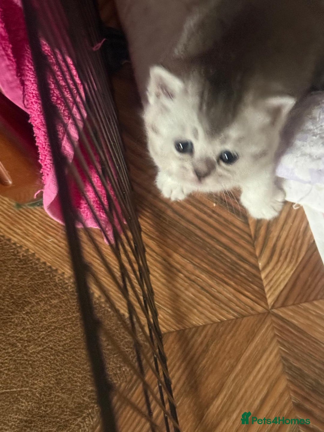 British Shorthair cats for sale: 🥰Beautiful kittens with rare colouring🥰 - Image 39