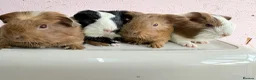 Guinea Pig rodents for sale: Beautiful litter of Sheltie pigges  - Advert 2