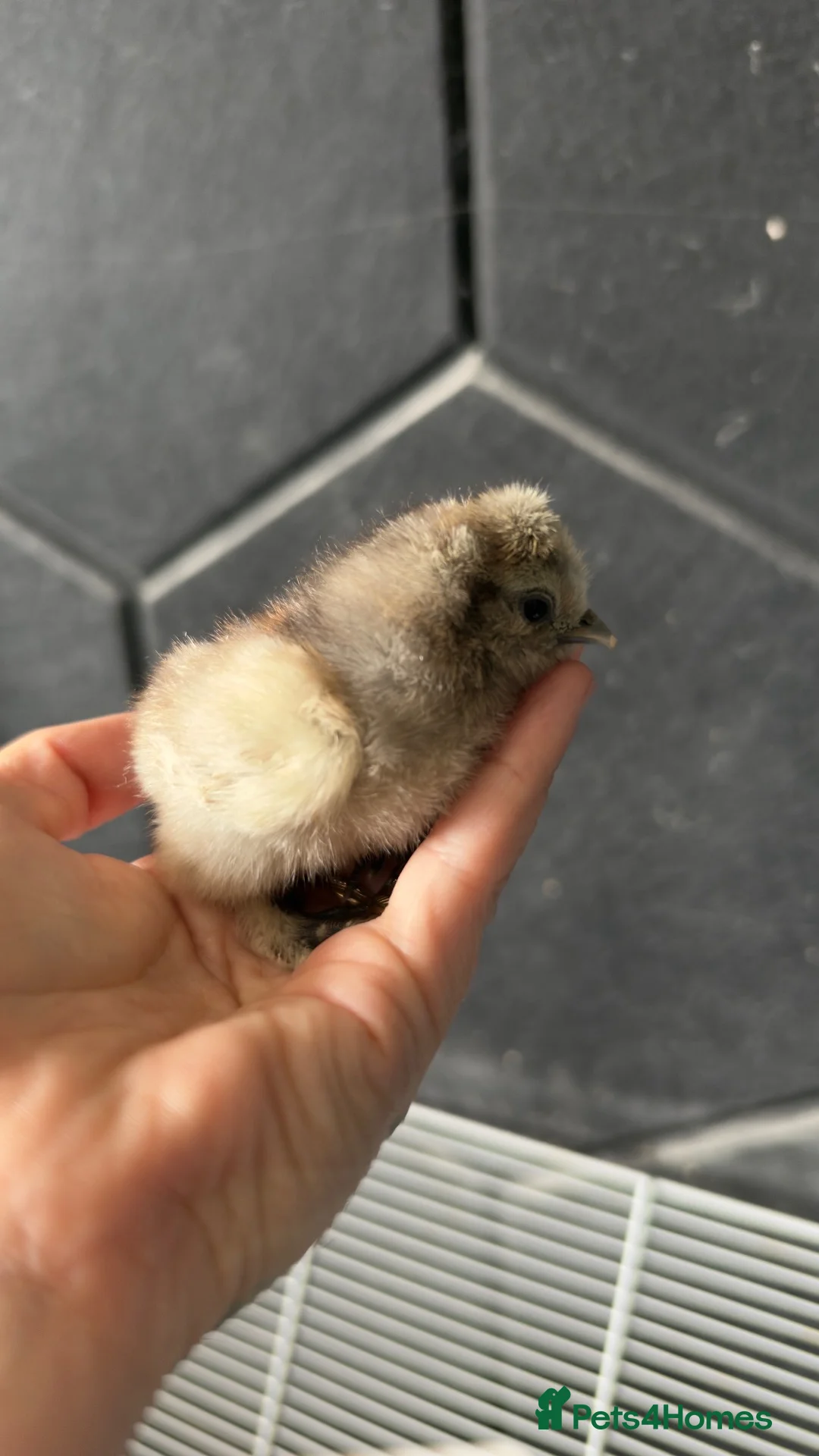 Chickens poultry for sale: Week old silkie chicks  - Advert 3
