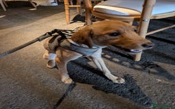 Labradoodle dogs for sale: Miniature labradoodle  - Advert 3