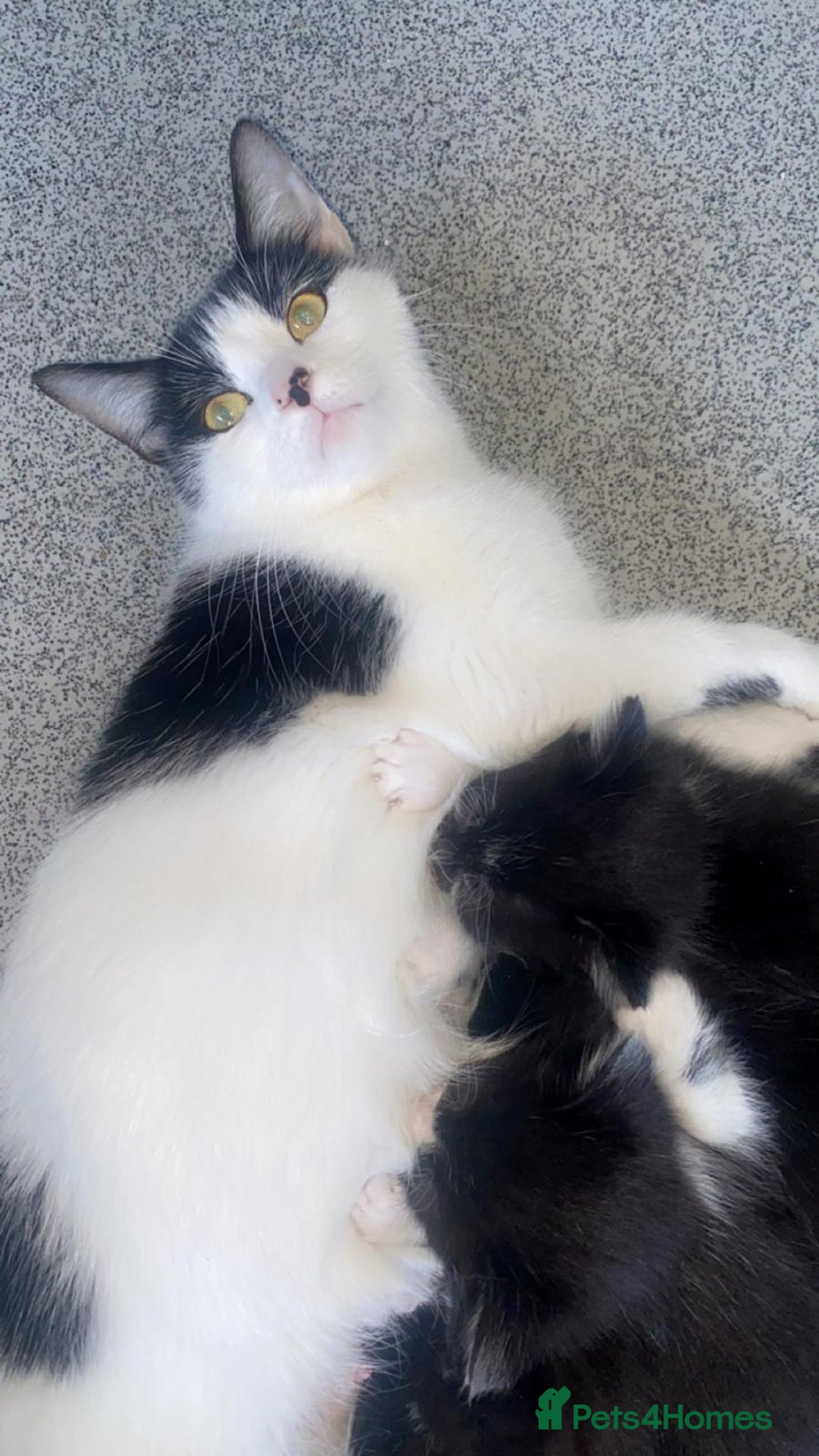 Mixed Breed cats for sale: beautiful kittens❤️ - Image 10