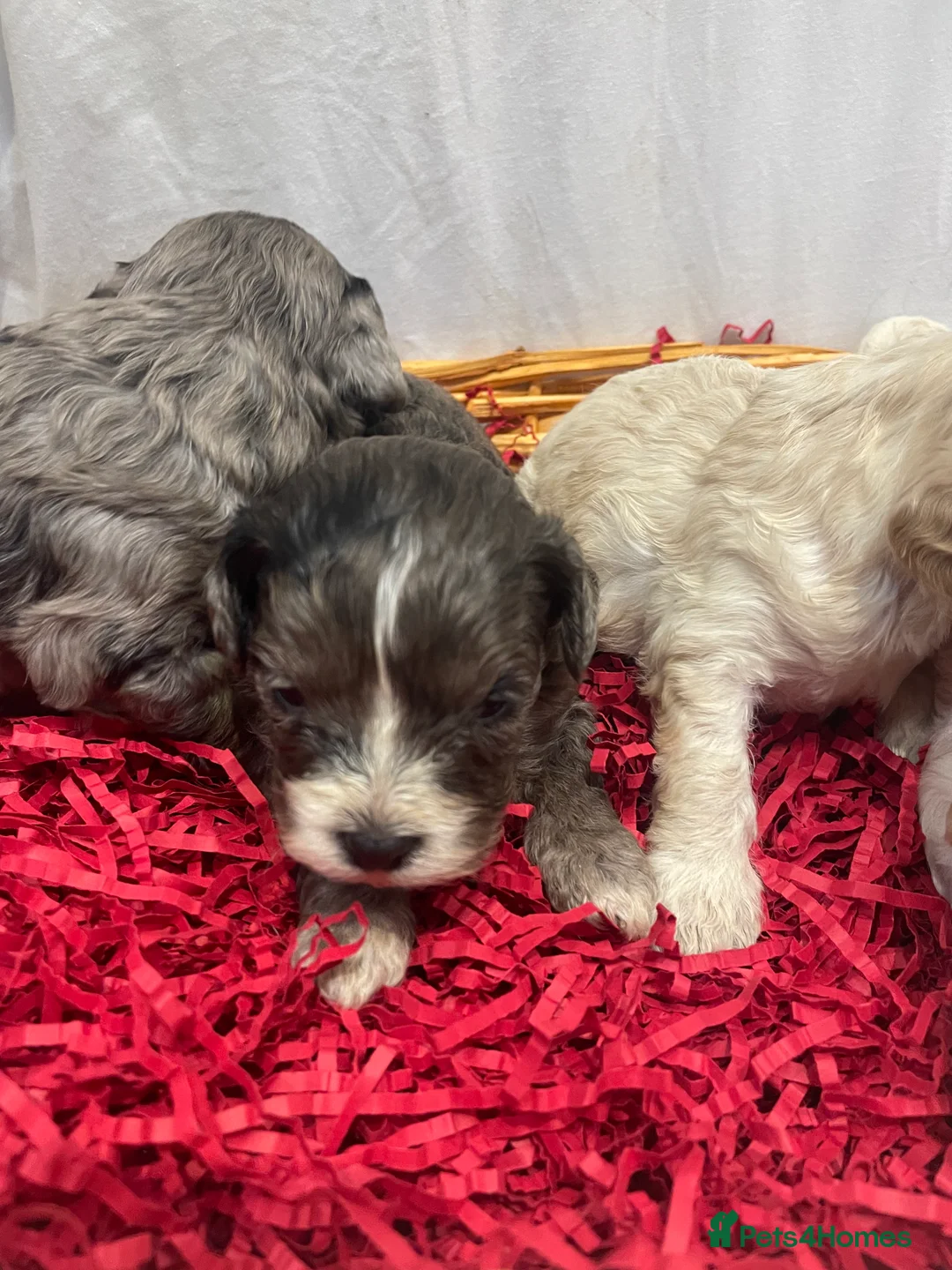 Cavapoo dogs for sale: Exceptional F1 B teddy bear cavapoo puppies  - Advert 15