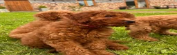 Labradoodle dogs for sale: Mini Irishdoodle Ready now! health tested parents  - Advert 31