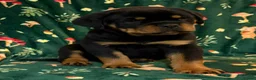 Rottweiler dogs for sale: Beautiful Rottweiler Puppies Available  - Advert 37