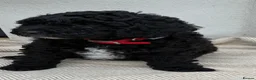 Cockapoo dogs for sale: Toy Cockapoo - Advert 4