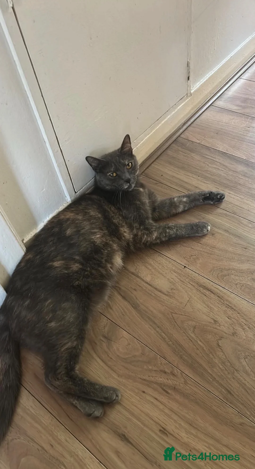 European cats for sale: Beautiful European shorthair - Advert 2