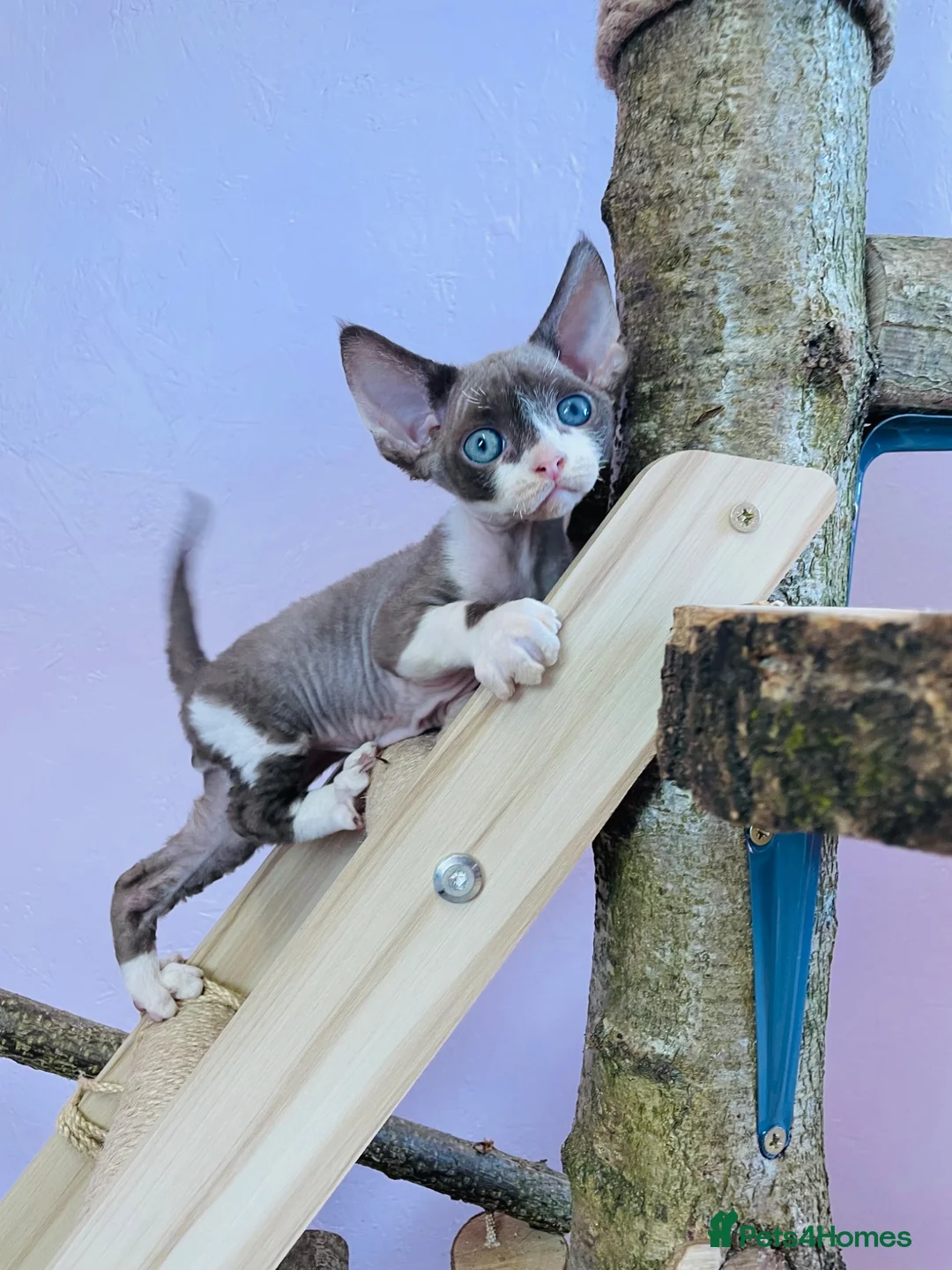 Devon Rex cats for sale: Beautiful pure Devon Rex kittens  - Advert 1