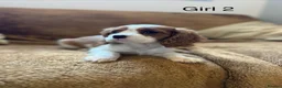 Cavalier King Charles Spaniel dogs for sale: Beautiful Cavalier King Charles Spaniel puppies - Advert 14