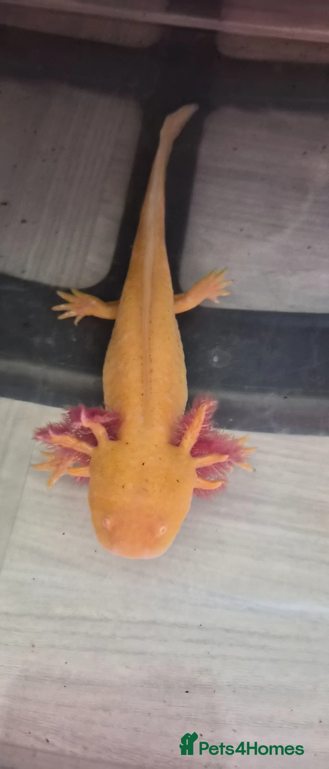 Axolotl reptiles for sale: axolotls for sale - Advert 1