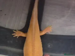 Axolotl reptiles axolotls for sale - Advert 2