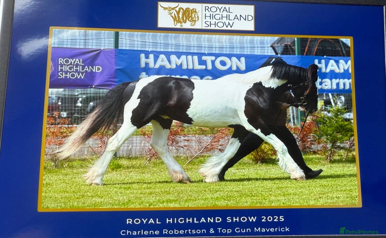 Other Breed horses - Advert 1