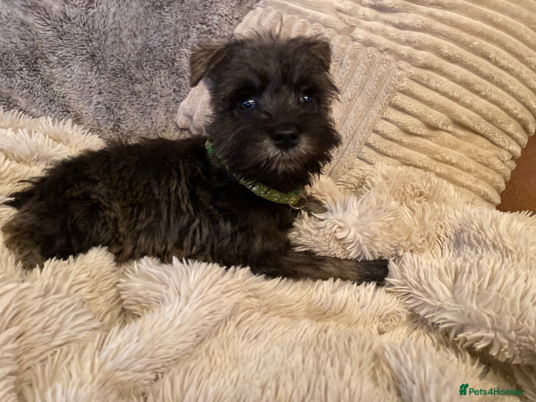 Miniature Schnauzer dogs for sale: Miniature schnauzer puppies  - Advert 1