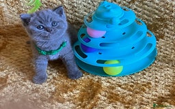 British Shorthair cats for sale: GCCF registered ChampionBloodline 5GENpedigree BSH - Image 31