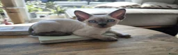 Devon Rex cats for sale: Devon Rex kittens pointed💙blue eyes💙 - Advert 29