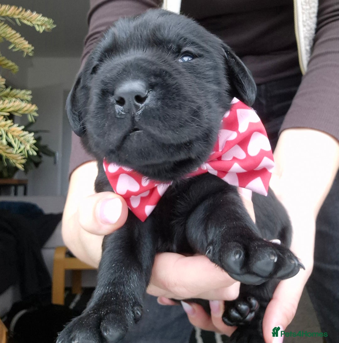 Labrador Retriever dogs for sale: Beautiful Puppies Looking for Loving Homes - Advert 6