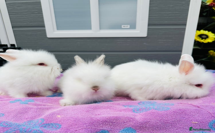 Lionhead rabbits - Advert 3
