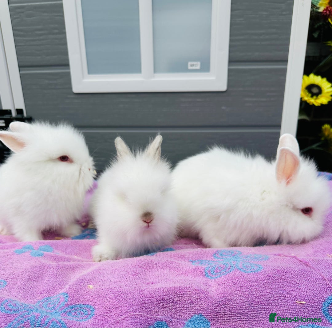 Lionhead rabbits for sale: Lionheads Baby Bunnies  - Image 1