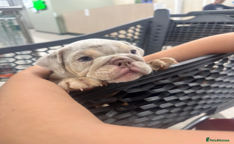 English Bulldog dogs - Advert 1