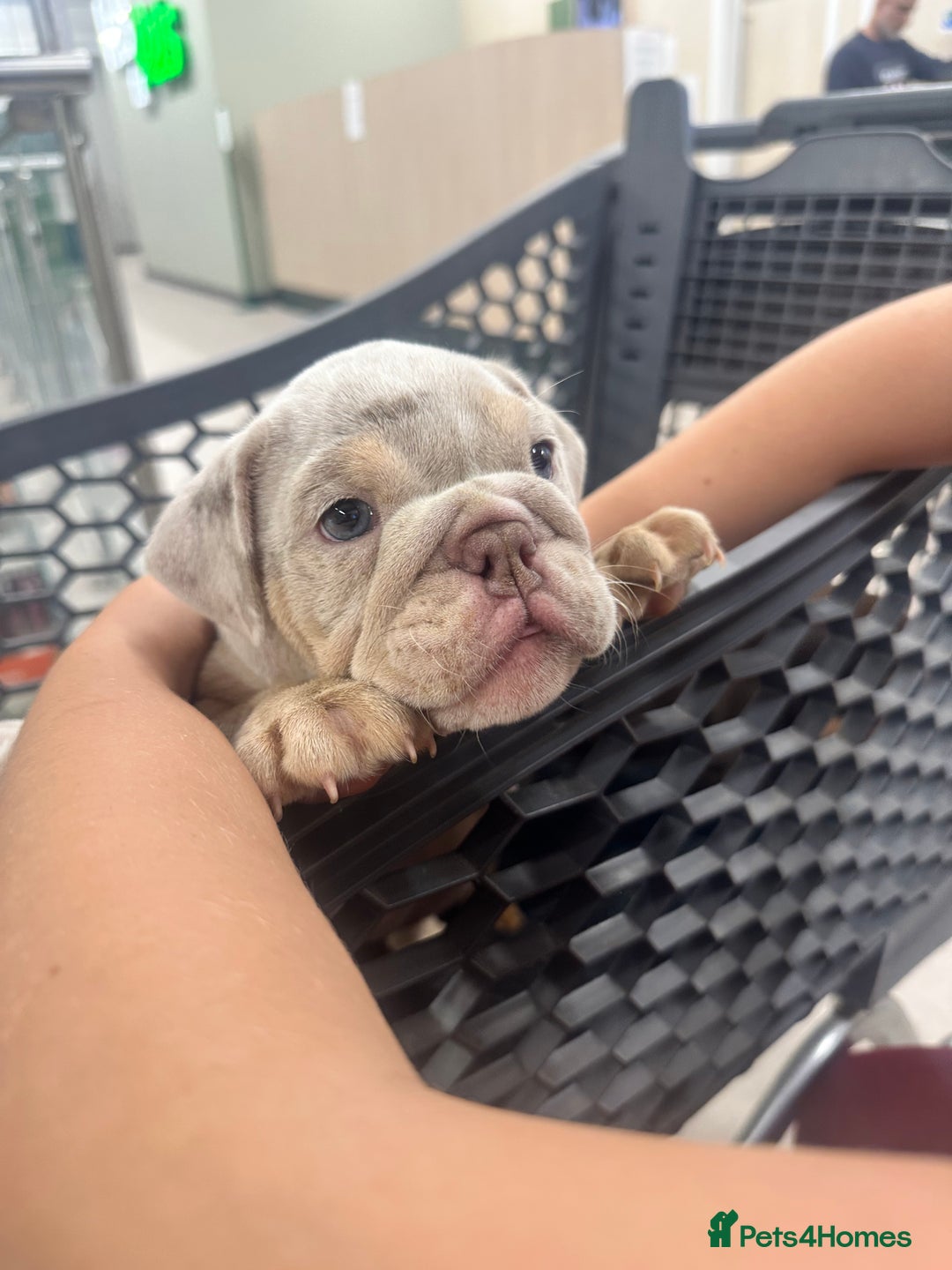 English Bulldog dogs for sale: Last 2 left ready to go to new home  - Image 1