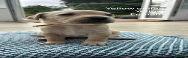 Yellow Labrador Retriever 3