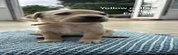 Labrador Retriever dogs for sale: Beautiful Labrador puppies ready THIS weekend - Advert 40