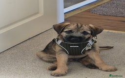 Border Terrier dogs for sale: KC Reg baby border 12 weeks FULLY Vaccinated - Image 2