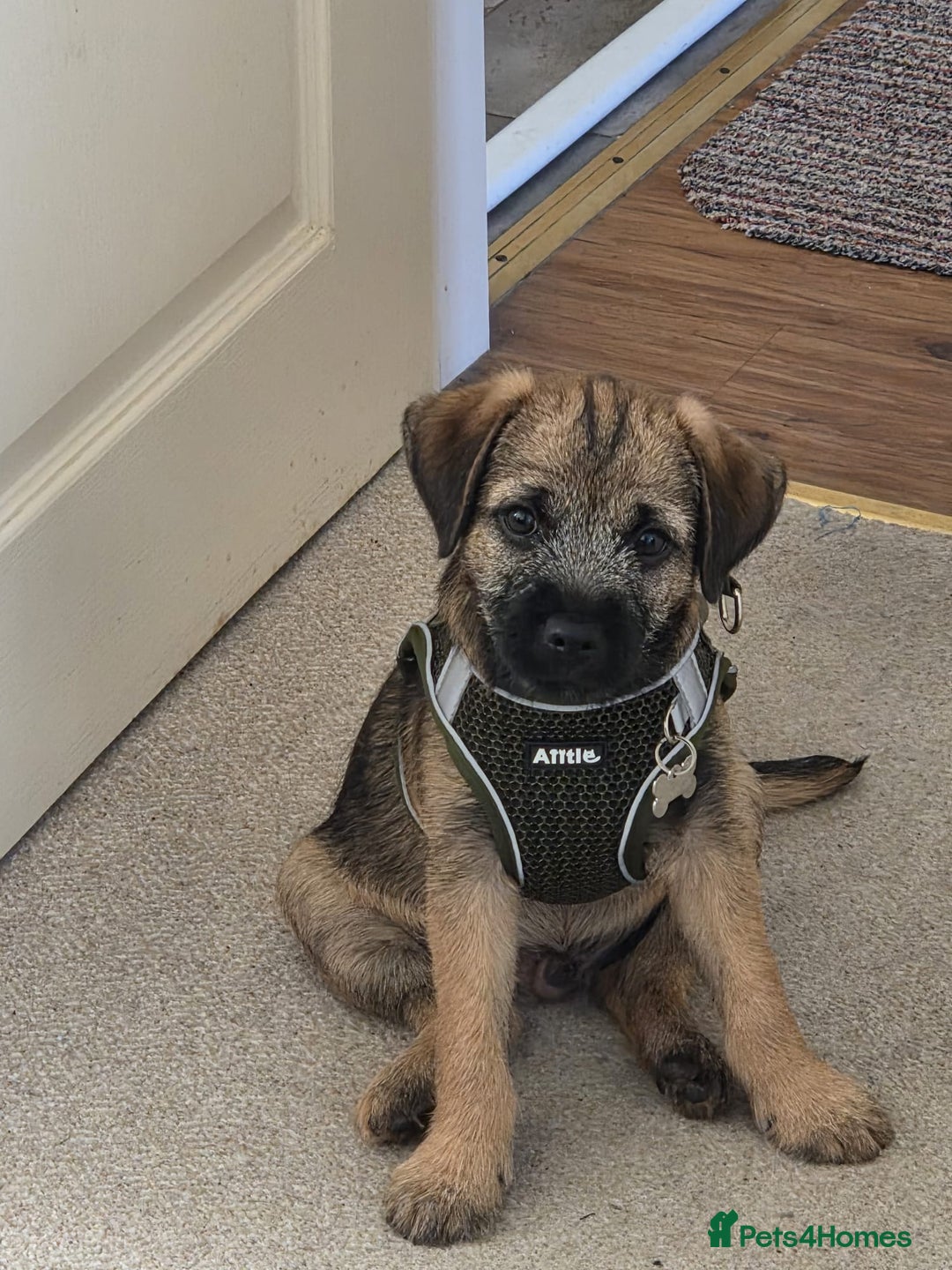 Border Terrier dogs for sale: KC Reg baby border 12 weeks FULLY Vaccinated - Image 2