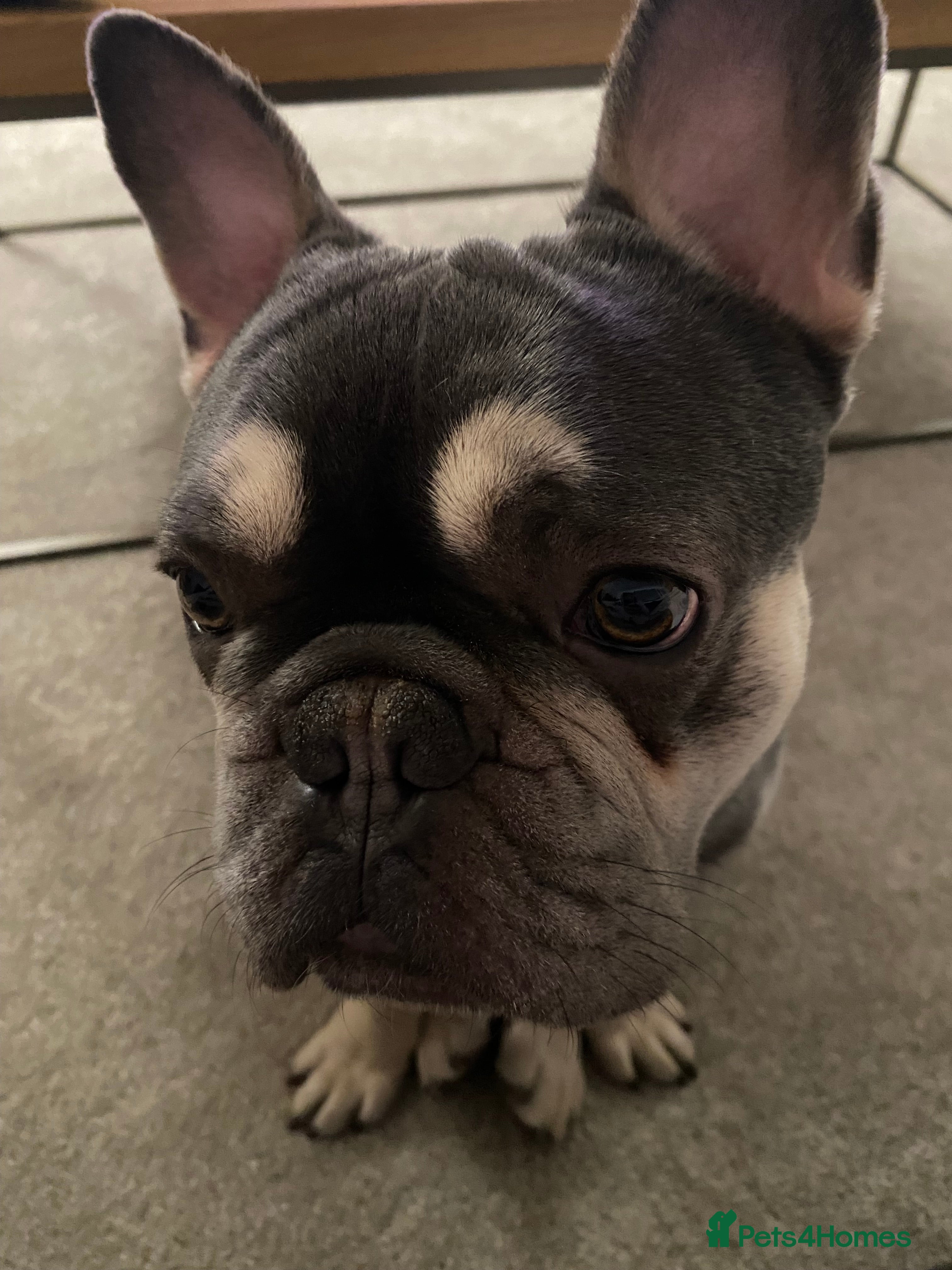 French Bulldog dogs 1 year  - Advert 1