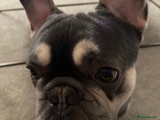French Bulldog dogs 1 year - Advert 8