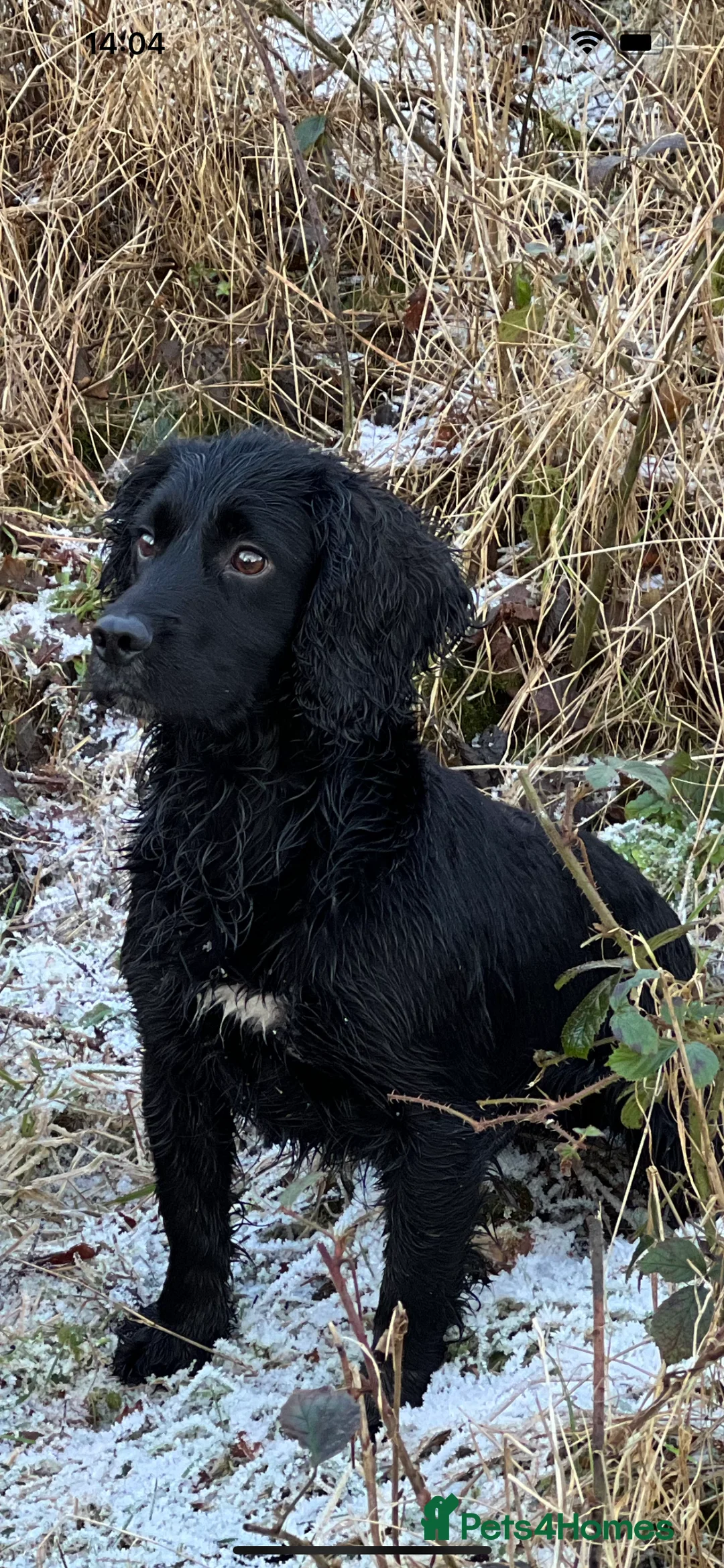 Cocker Spaniel dogs for stud: Fully health tested for stud in Preston - Advert 1