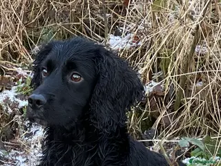 Cocker Spaniel dogs Fully health tested for stud in Preston - Advert 16