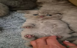 Scottish Fold cats for sale: Scottish fold and straight kittens  - Image 5