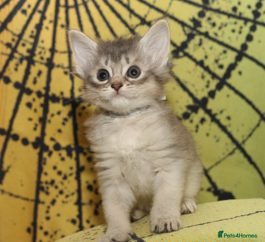 Somali cats for sale: Blue silver female Somali - Advert 15