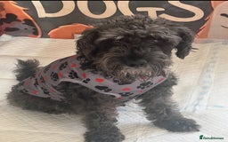 Mixed Breed dogs for sale: 🐾🐶Schnauzer/ Schnoodles 🐶🐾 - Image 15