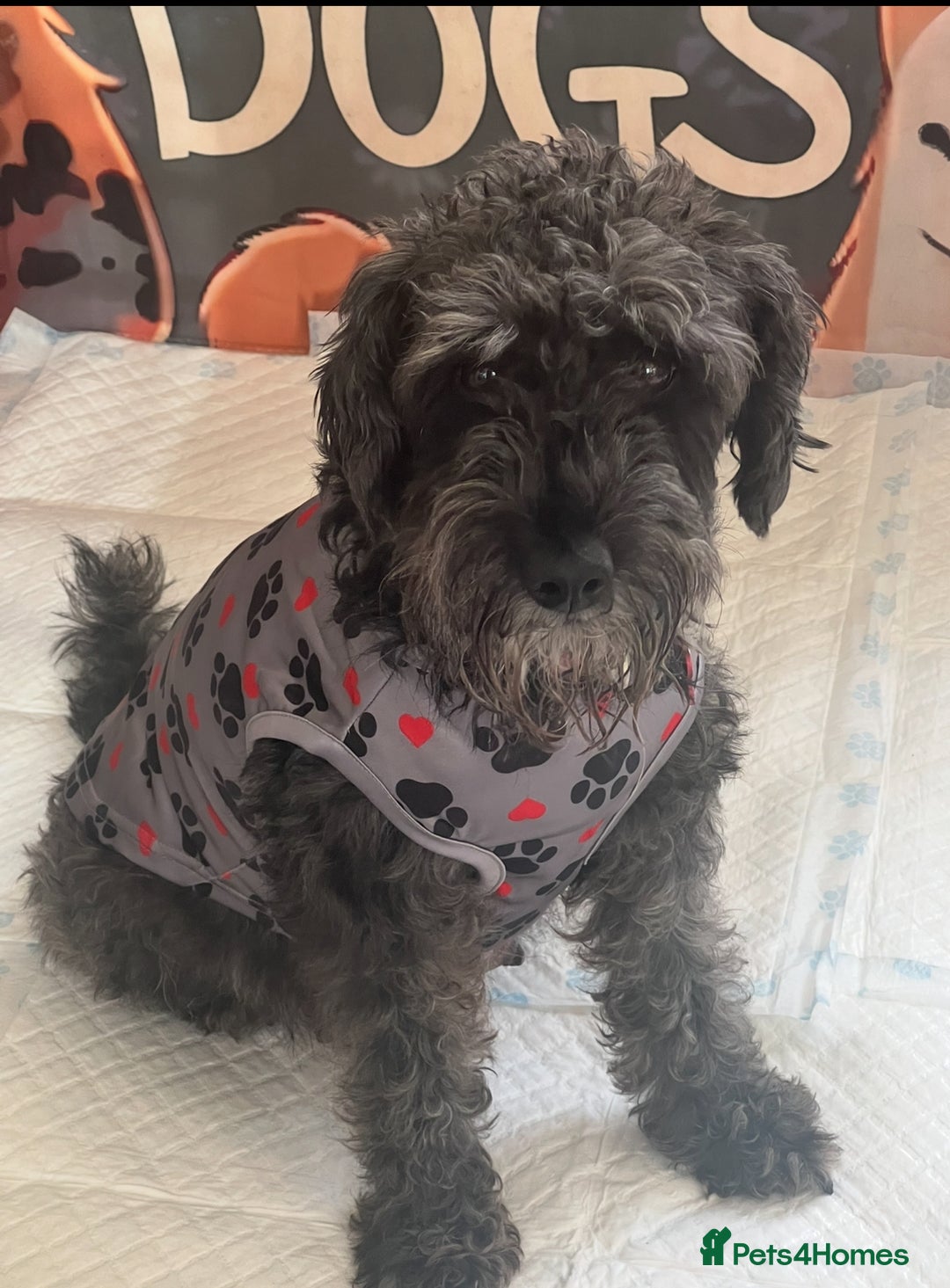 Mixed Breed dogs for sale: 🐾🐶Schnauzer/ Schnoodles 🐶🐾 - Image 15