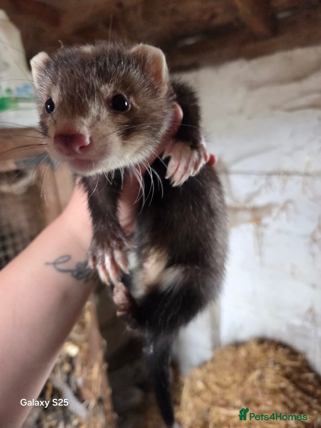 Ferret rodents for sale: 9 Ferrets for sale - Image 30
