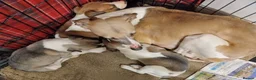 Whippet dogs for sale: KC Registered Whippet Puppies - Advert 9