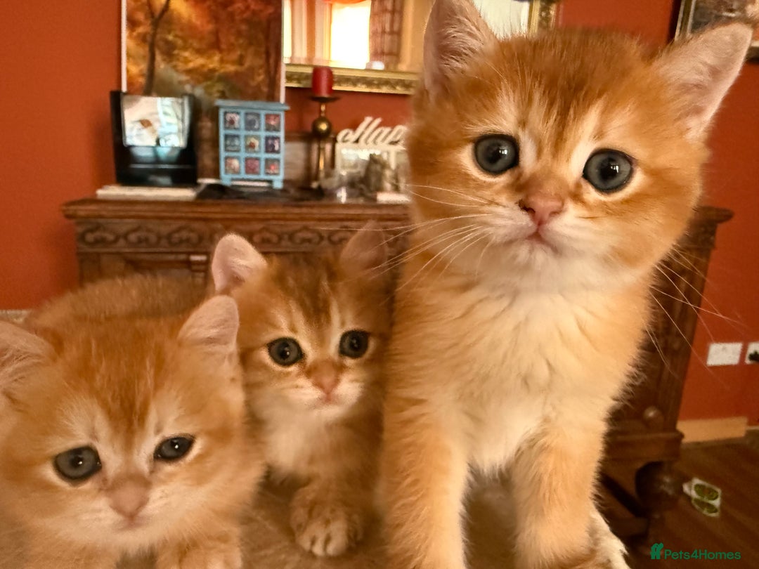 British Shorthair cats for sale: 3 Lovely Golden BSH males - Image 4