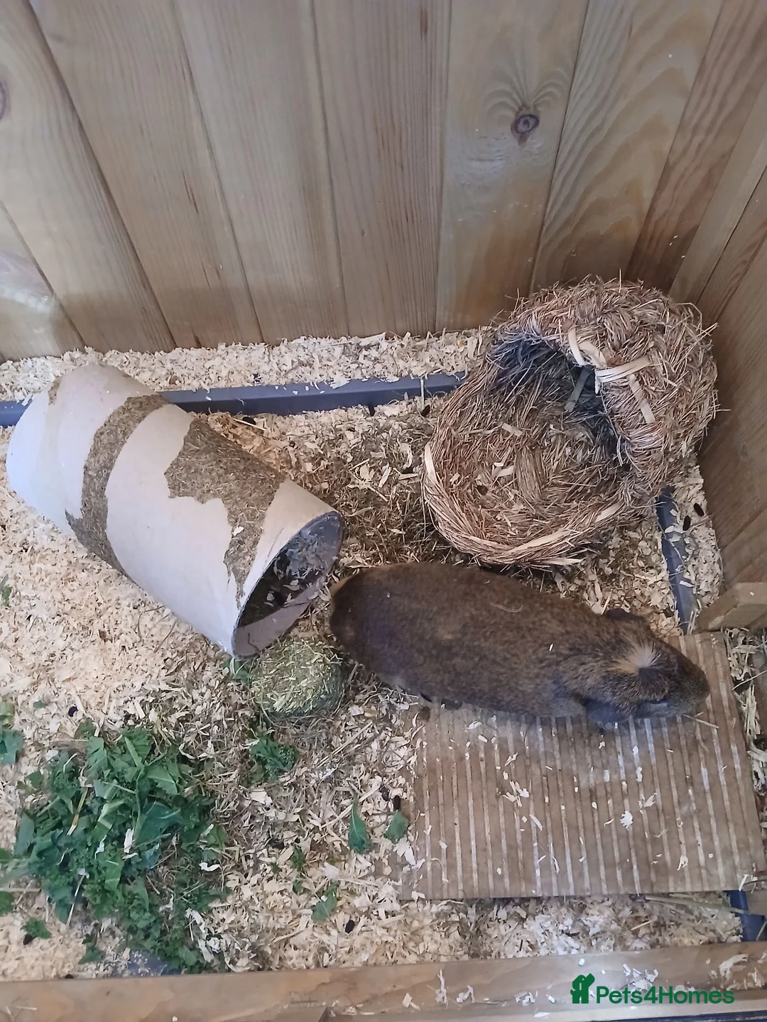 Guinea Pig rodents for sale: 2 Male Guinea Pigs. - Advert 15