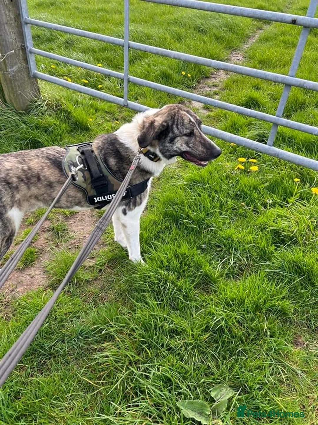 Mixed Breed dogs for adoption: Meet Kane, currently residing in Cheshire  in Nantwich - Advert 18