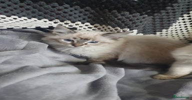 Ragdoll cats - Advert 16