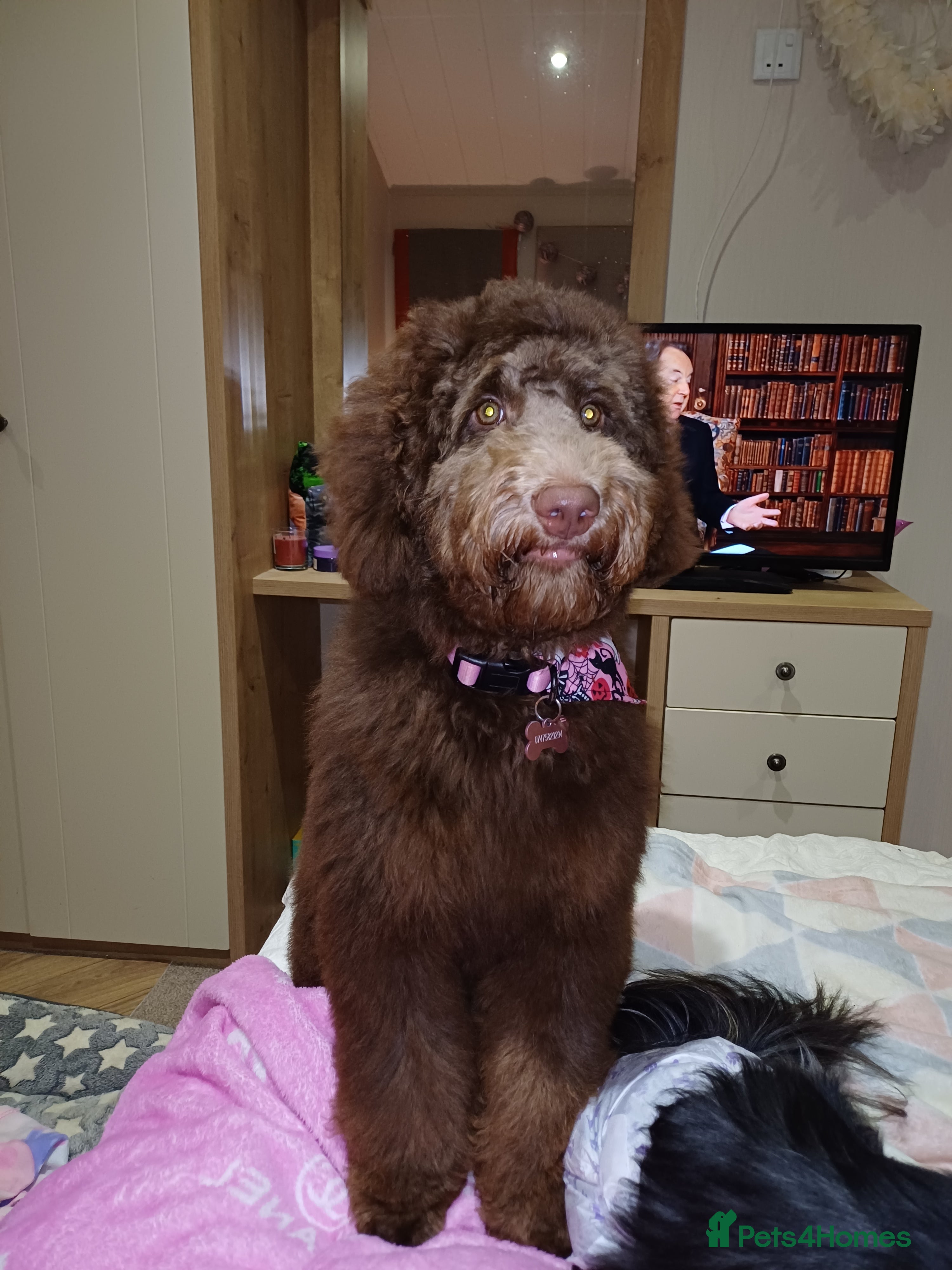 Australian Labradoodle dogs Australian labradoodle  - Advert 1