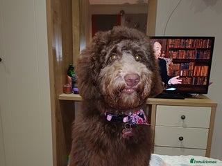 Australian Labradoodle dogs Australian labradoodle - Advert 1