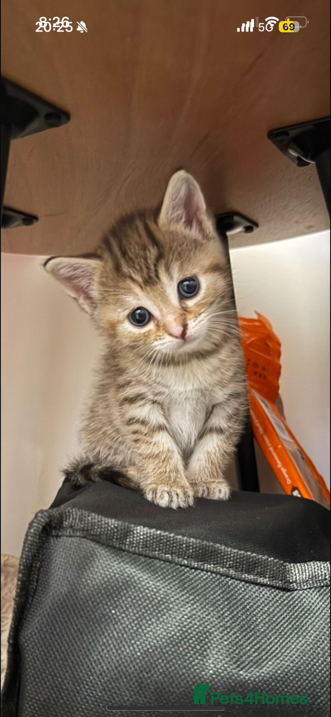 Mixed Breed cats for sale: 3 kittens for sale - Advert 6