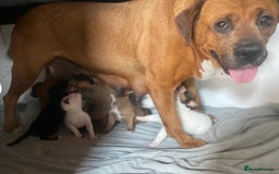 Rottweiler dogs for sale: Gorgeous Sovereign Puppies - Image 9