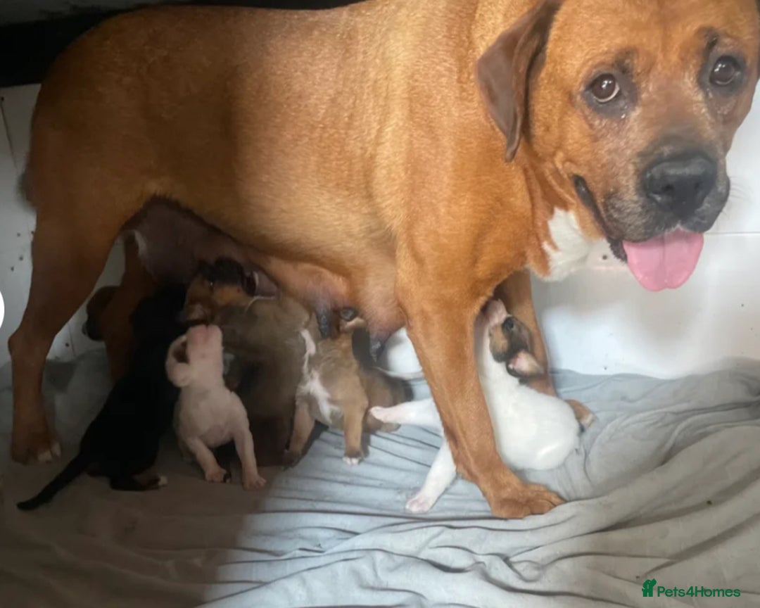 Rottweiler dogs for sale: Gorgeous Sovereign Puppies - Image 9
