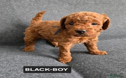 Toy Poodle dogs for sale: STUNNING RED TOY POODLE 🤩🐶 - Image 20