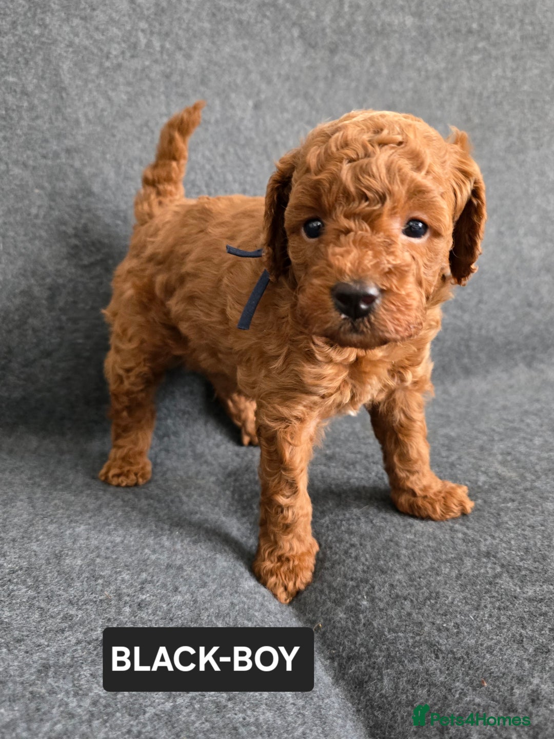 Toy Poodle dogs for sale: STUNNING RED TOY POODLE 🤩🐶 - Image 20