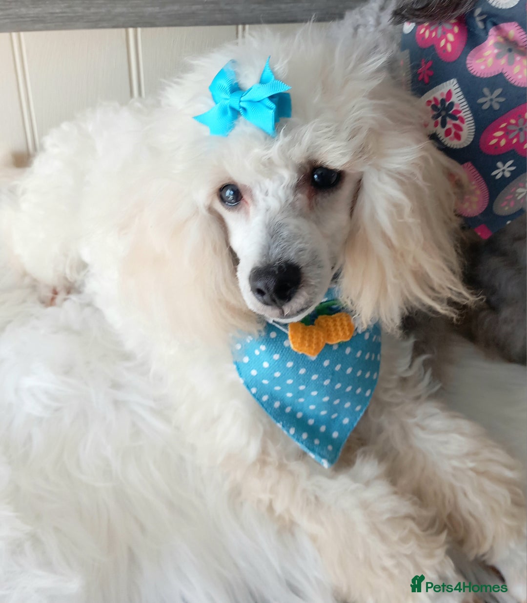 Toy Poodle dogs for sale: *REDUCED*1 WHITE BOY, 1 BLACK GIRL TOY POODLES in Colwyn Bay - Image 22