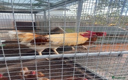 Chickens poultry for sale: Rooster needs rehoming - Image 1